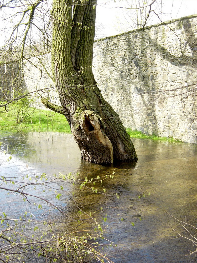 Nach dem Regen 2