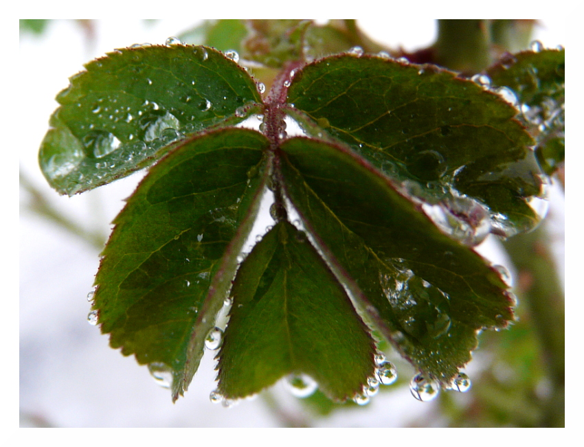 Nach dem Regen (2)