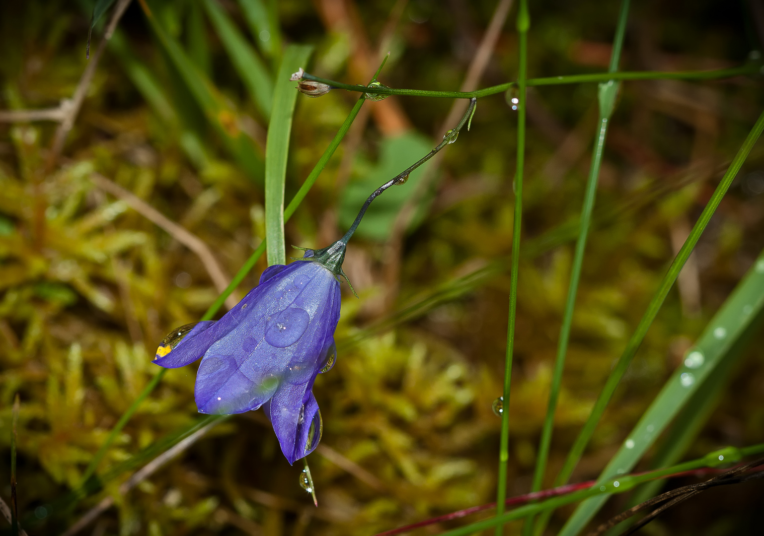 Nach dem Regen 2