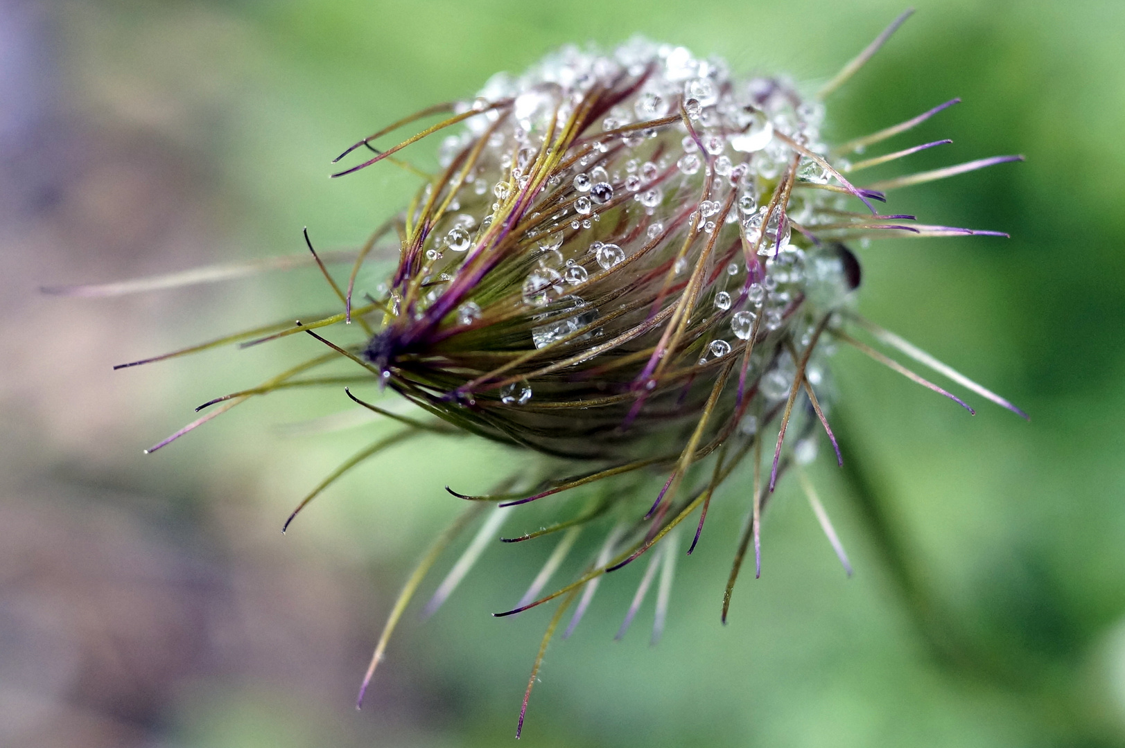 nach dem Regen 2015