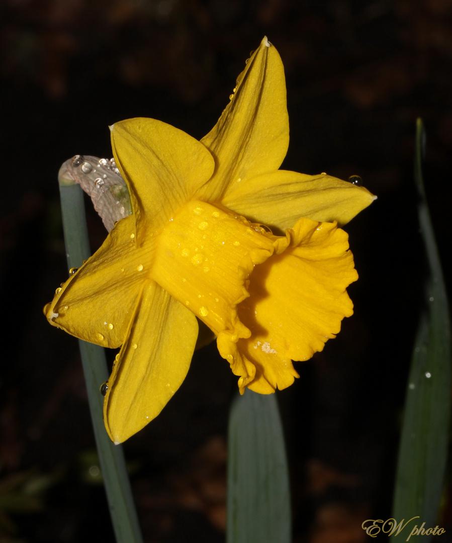 nach dem Regen...