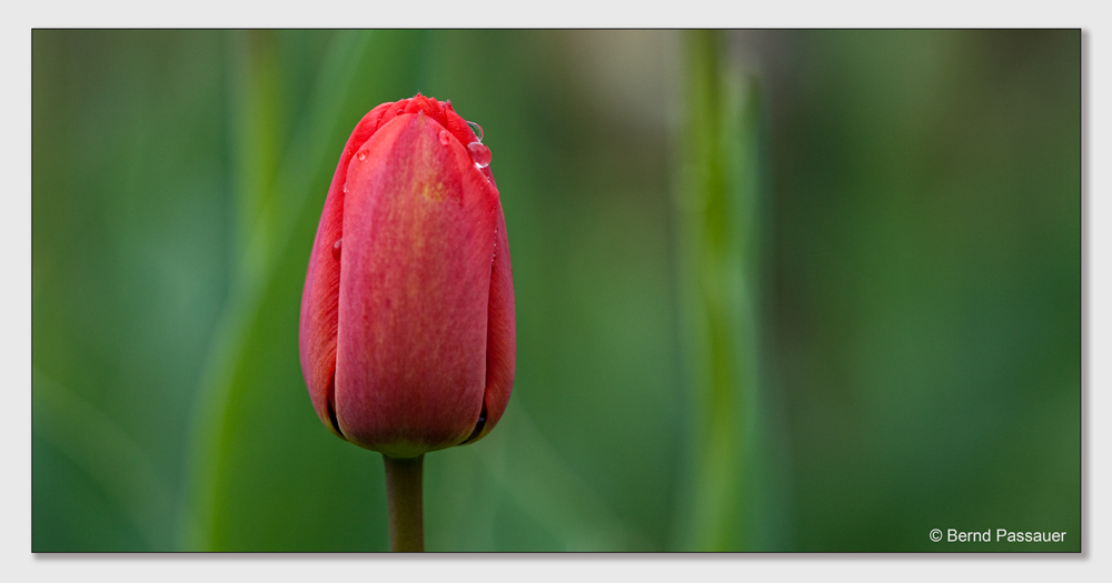 Nach dem Regen ...