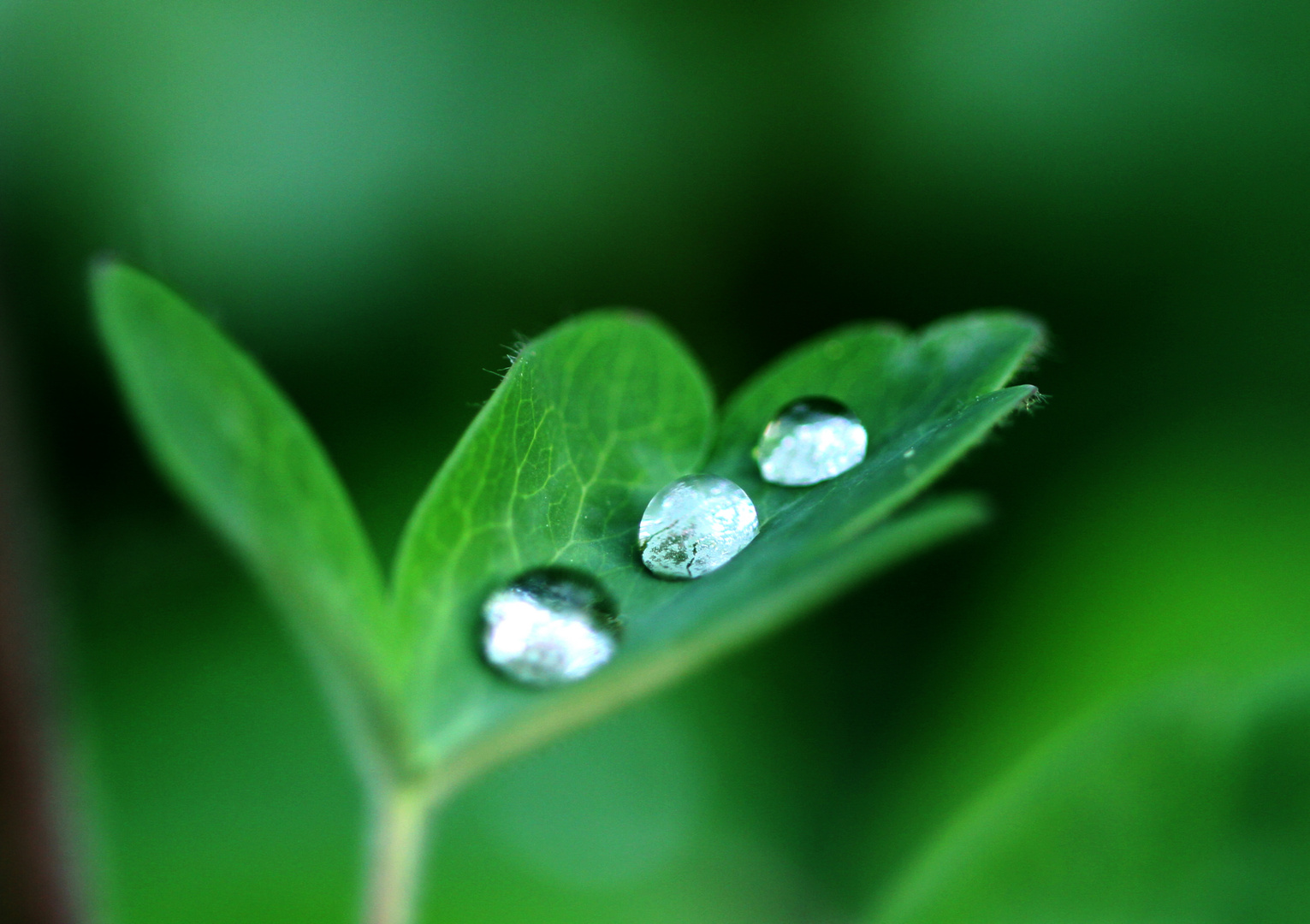 Nach dem Regen