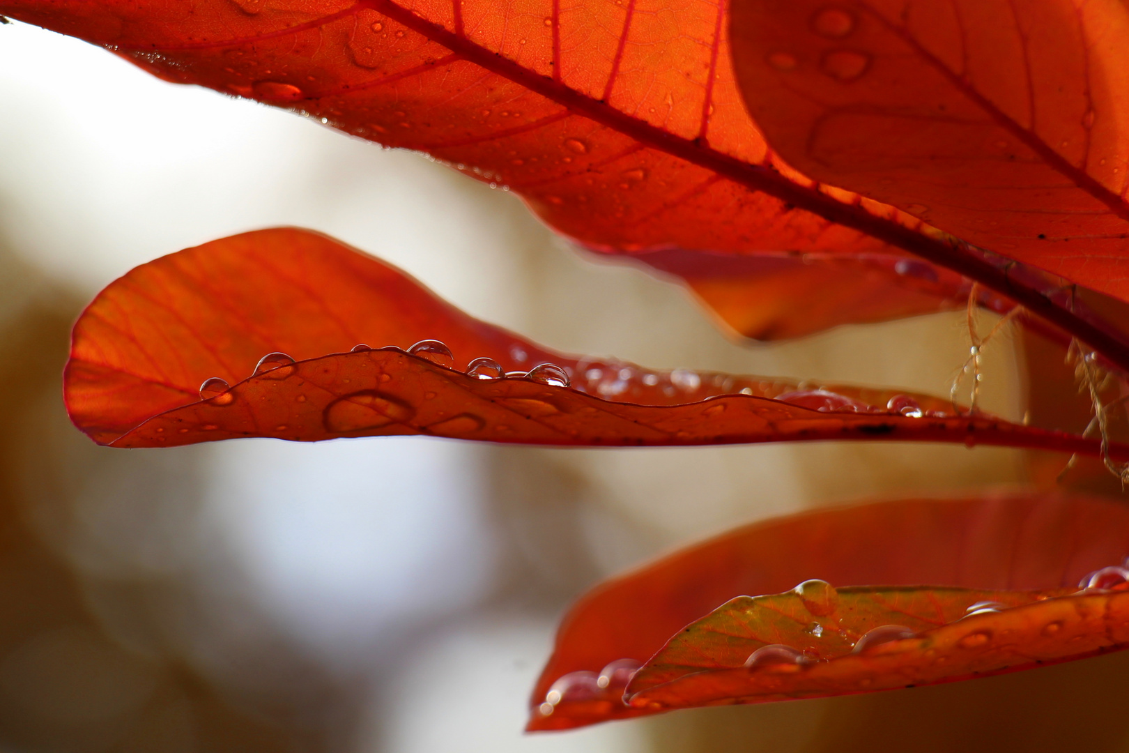 Nach dem Regen