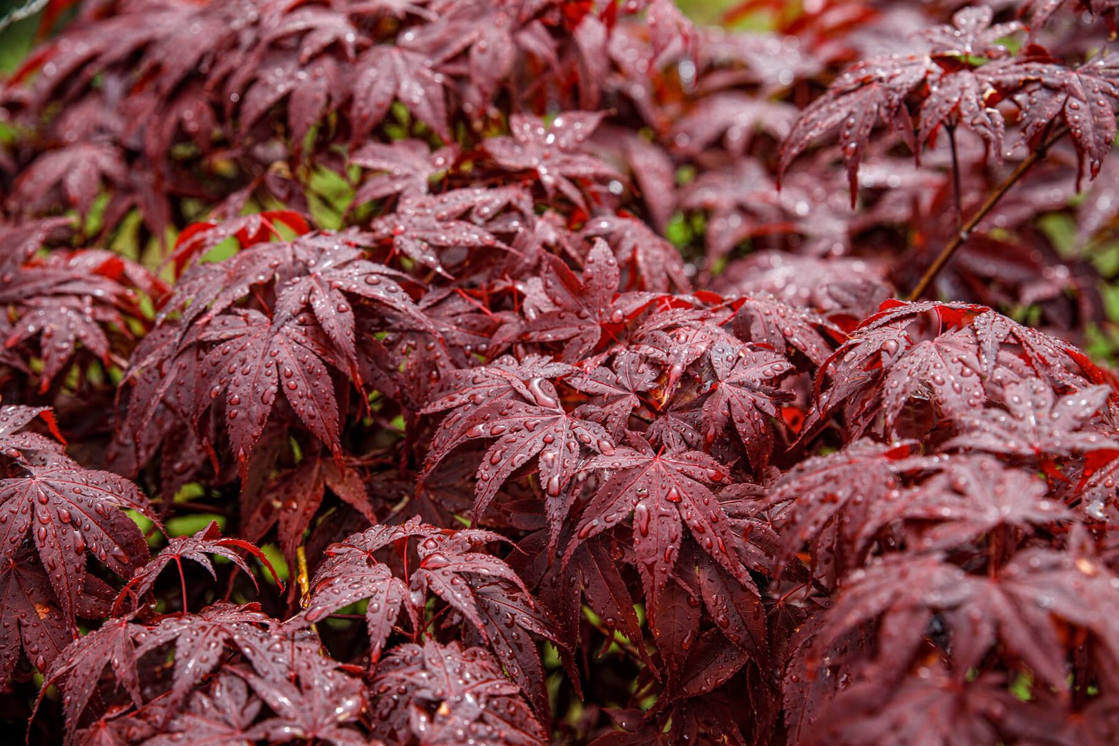 Nach dem Regen