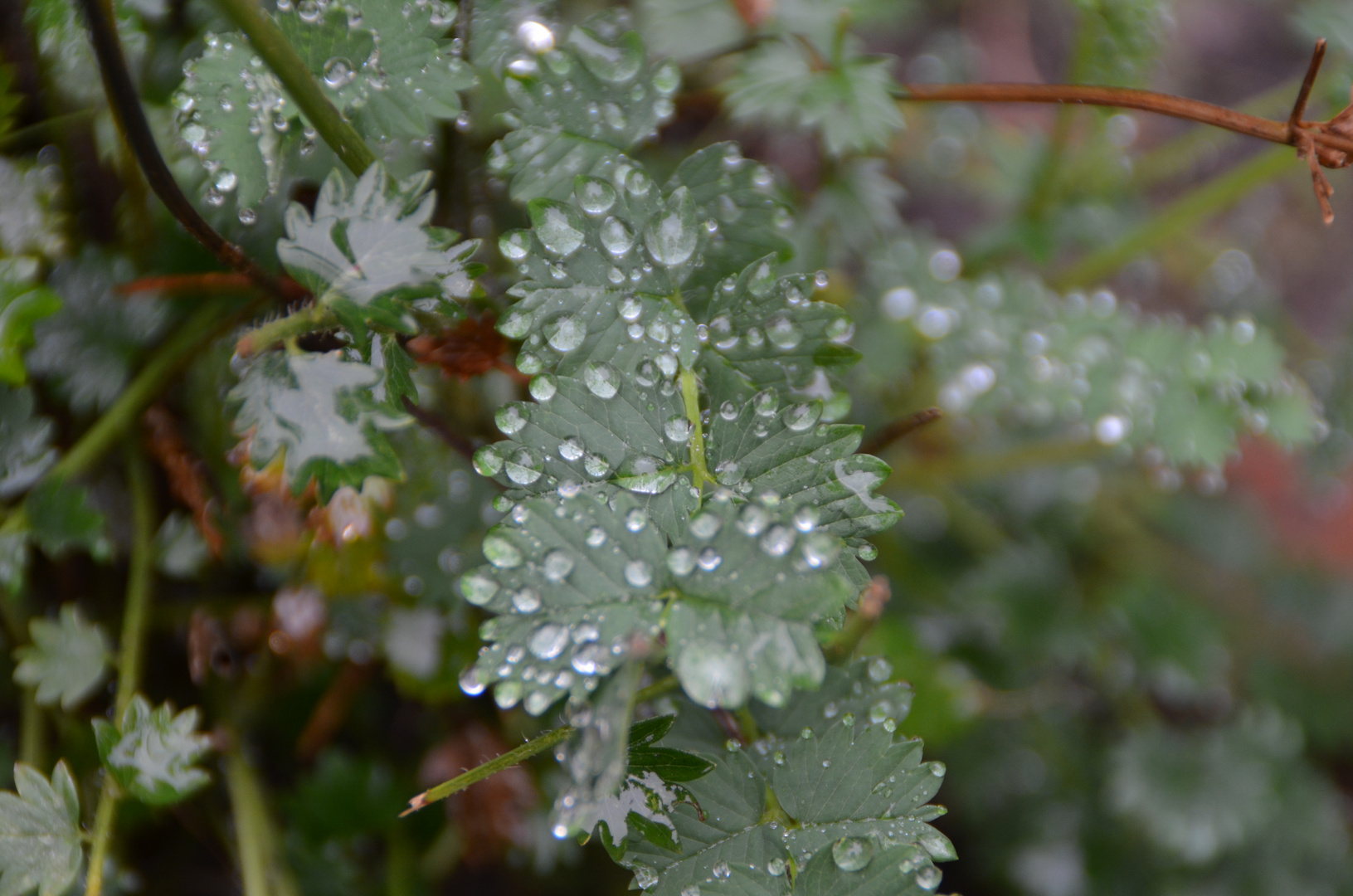 Nach dem Regen...