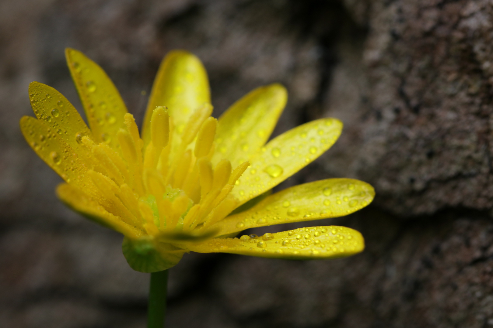 Nach dem Regen