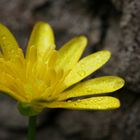 Nach dem Regen