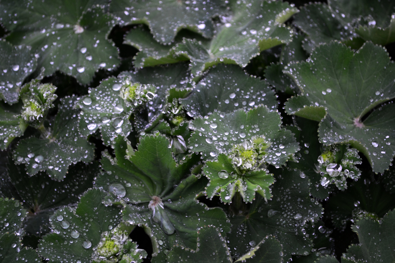 Nach dem Regen - 25. Mai 2016