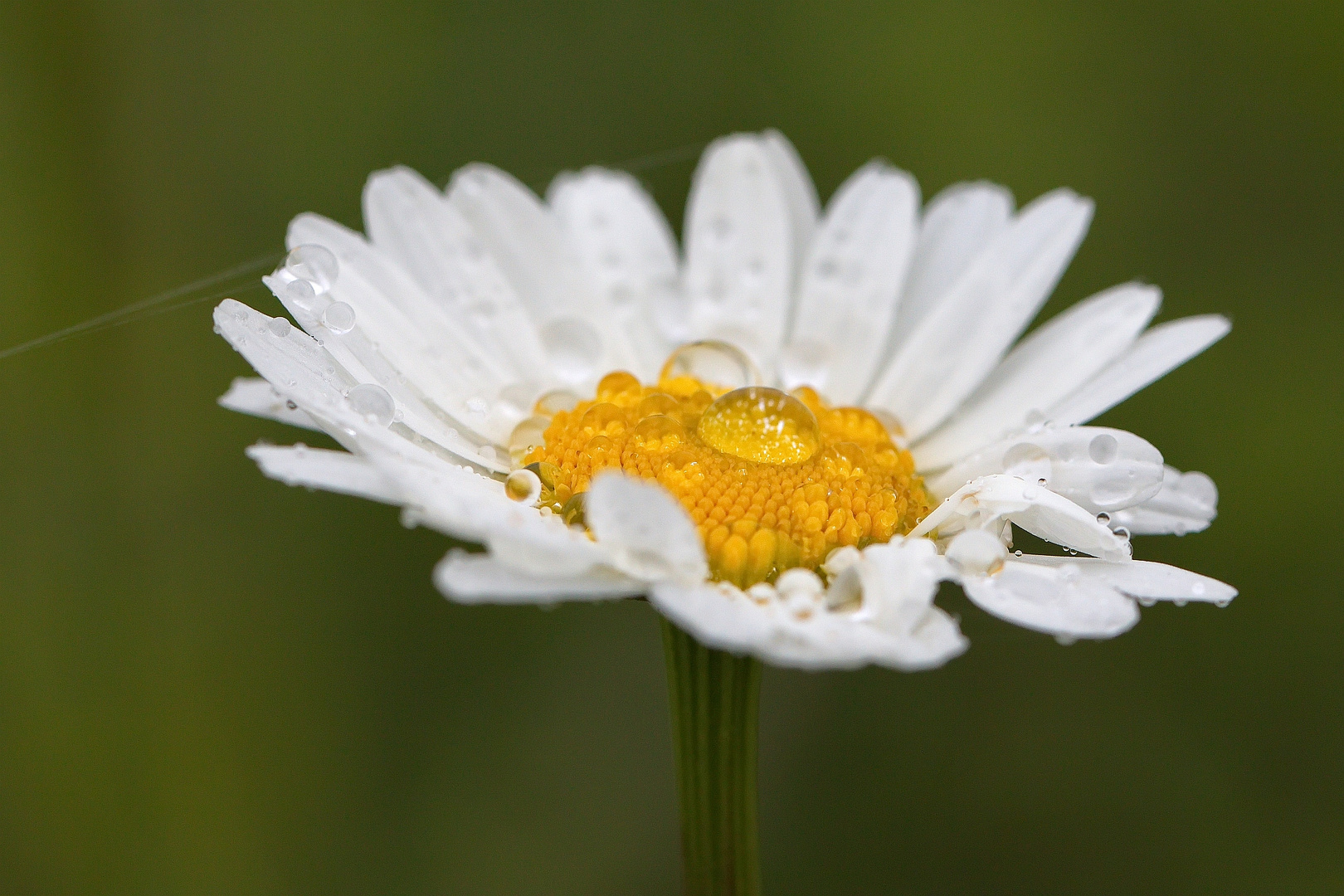 Nach dem Regen