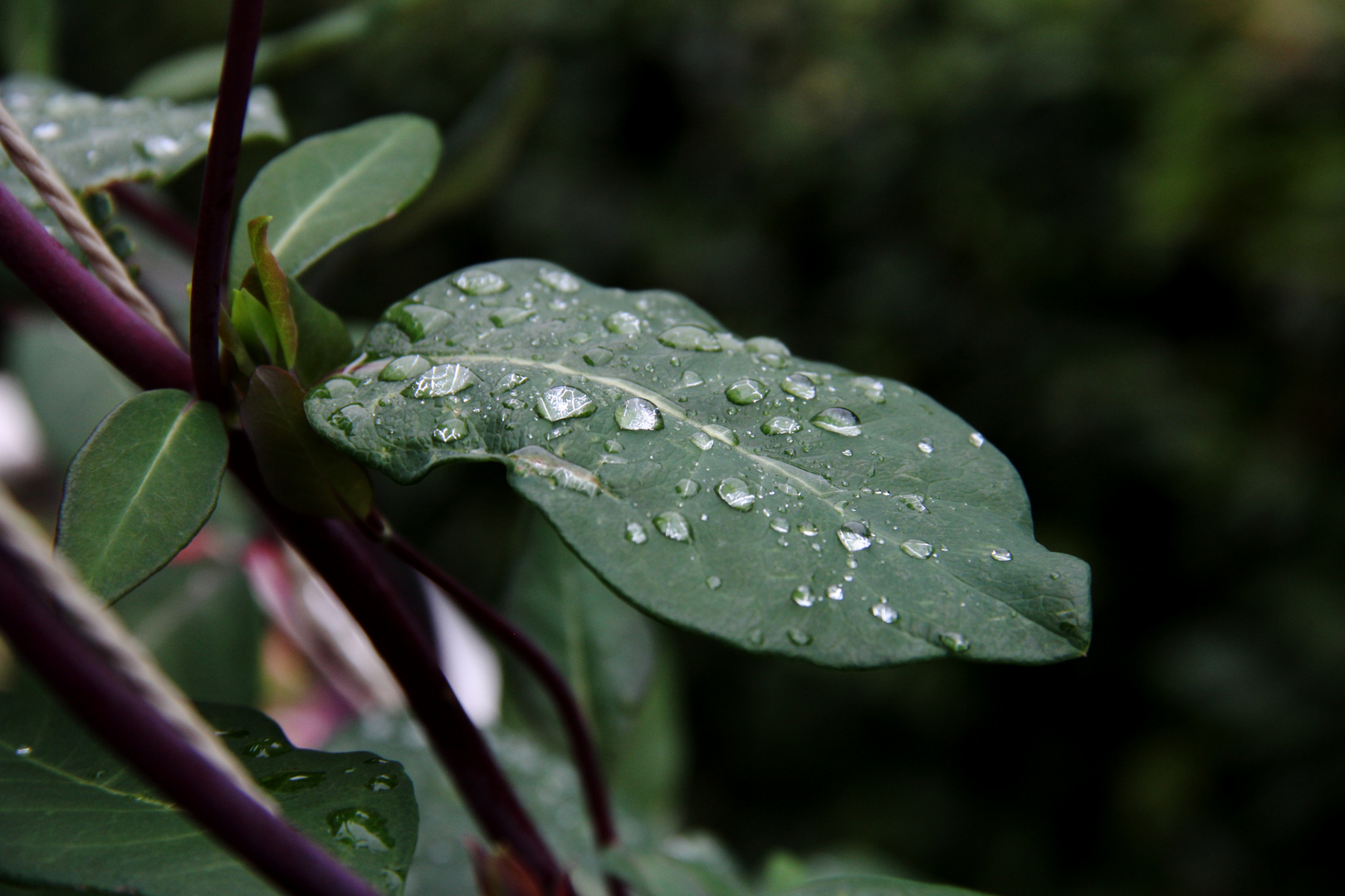 nach dem Regen