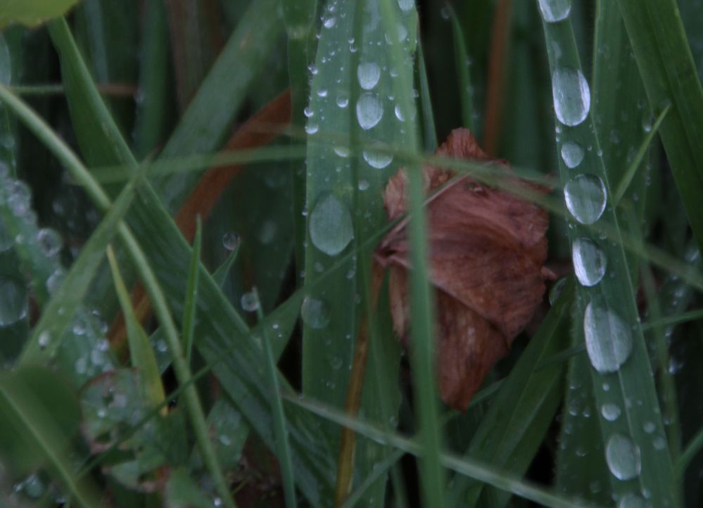 nach dem Regen