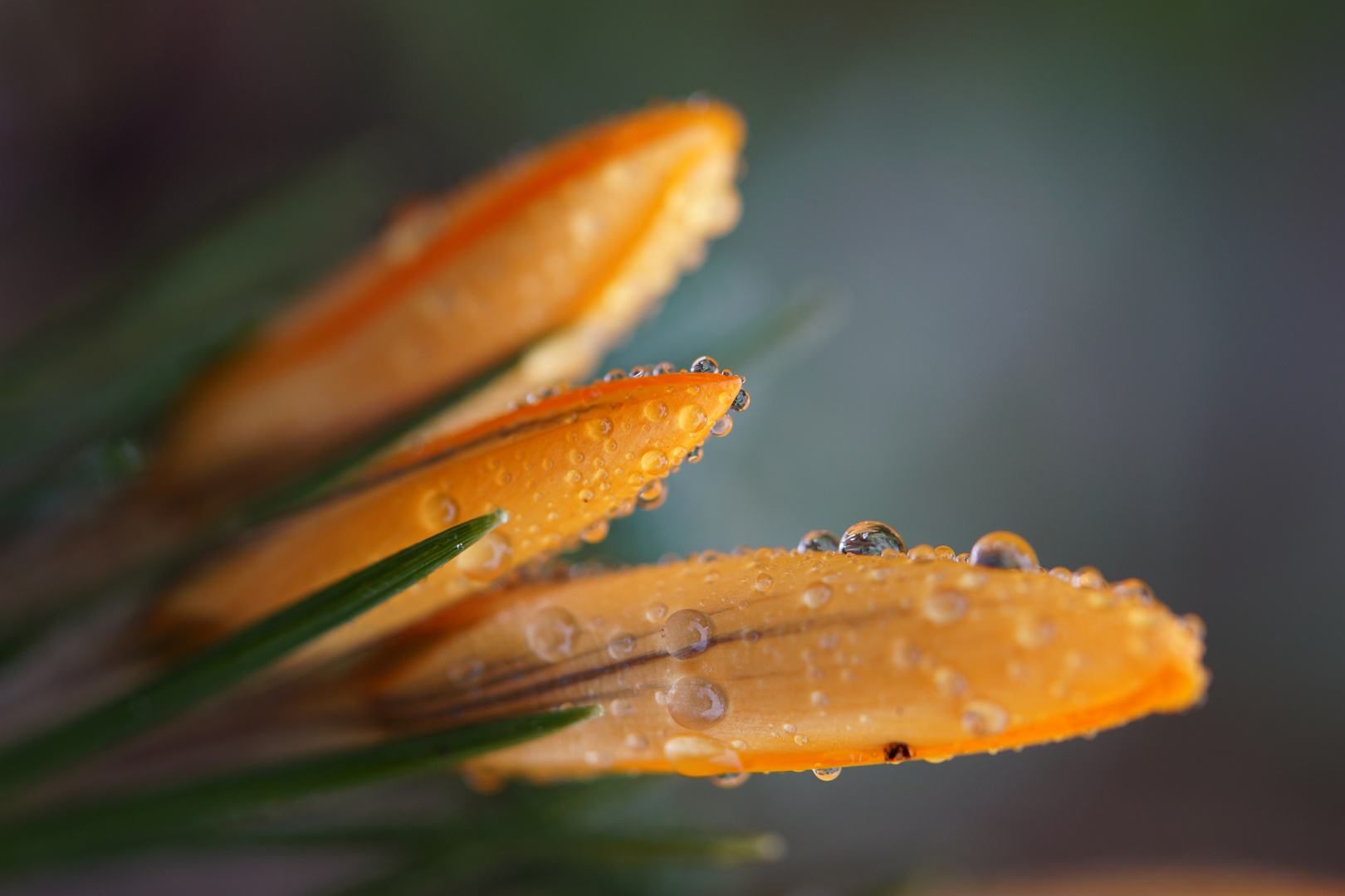 nach dem Regen