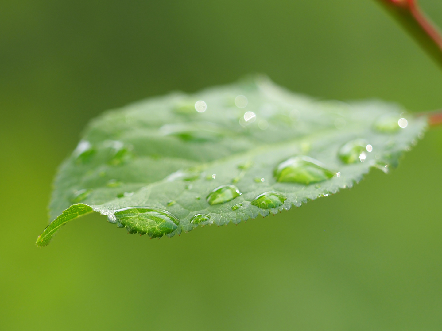 nach dem Regen