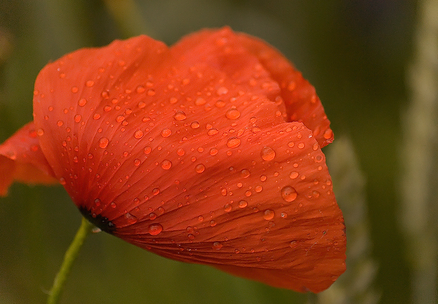 Nach dem Regen