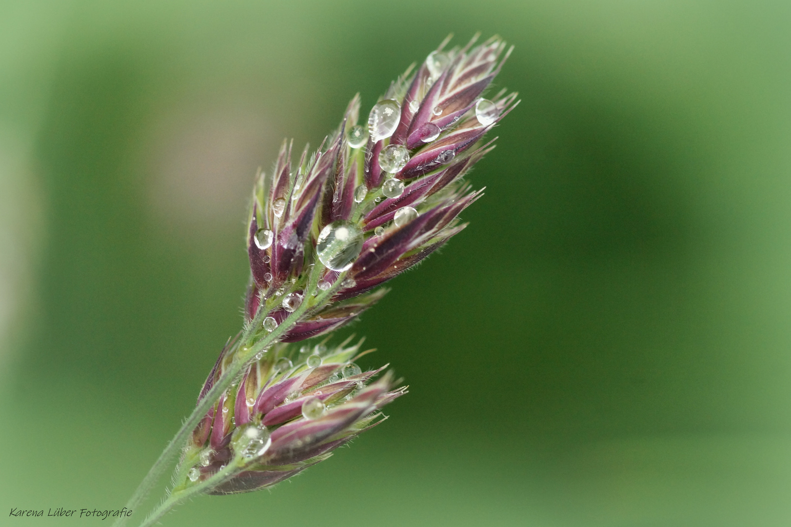 Nach dem Regen