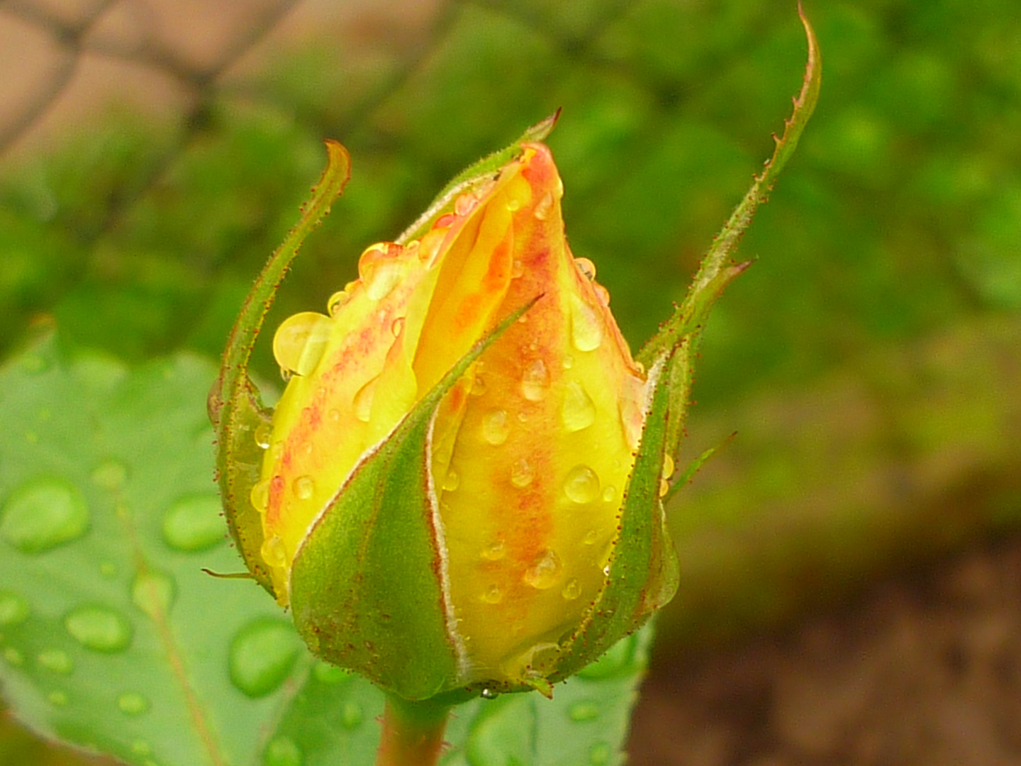 nach dem Regen