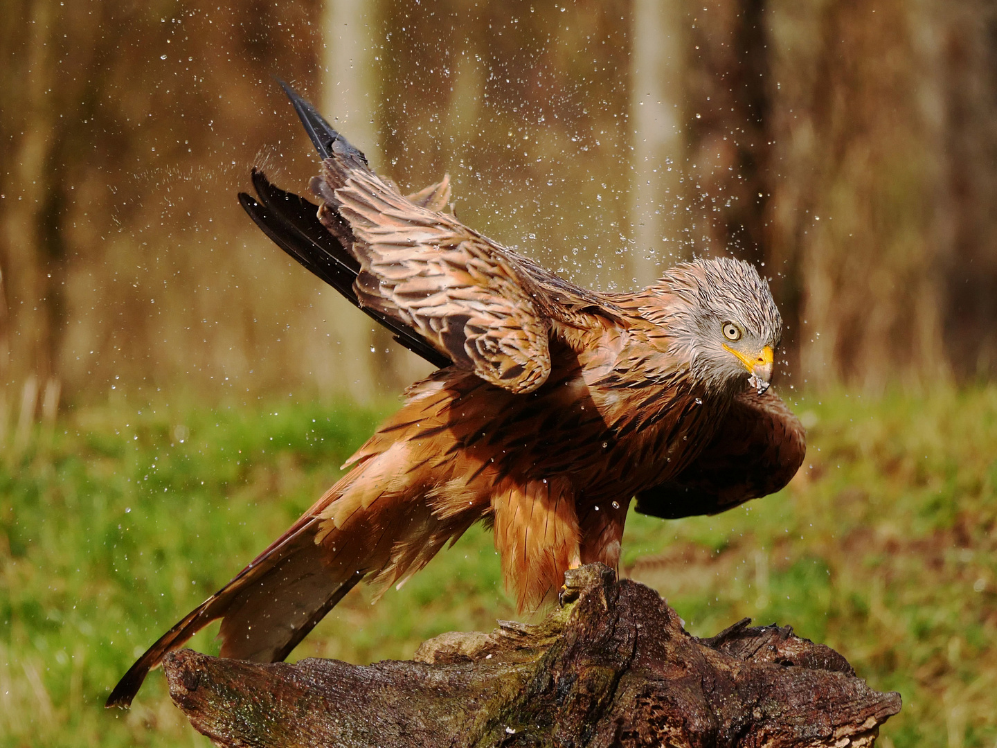 Nach dem Regen