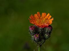 Nach dem Regen