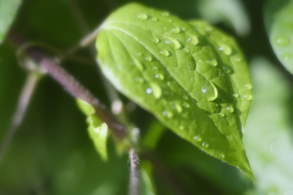 Nach dem Regen