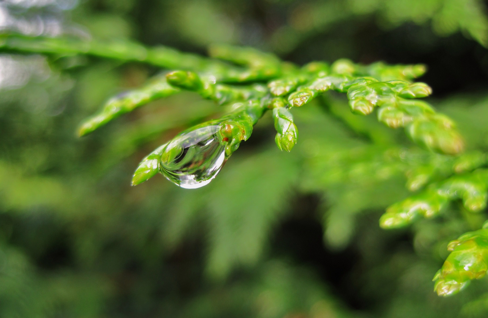 nach dem Regen...