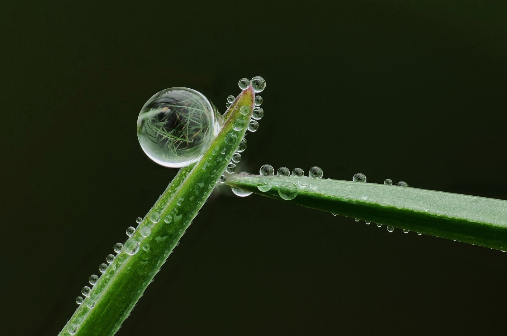 Nach dem Regen (3)