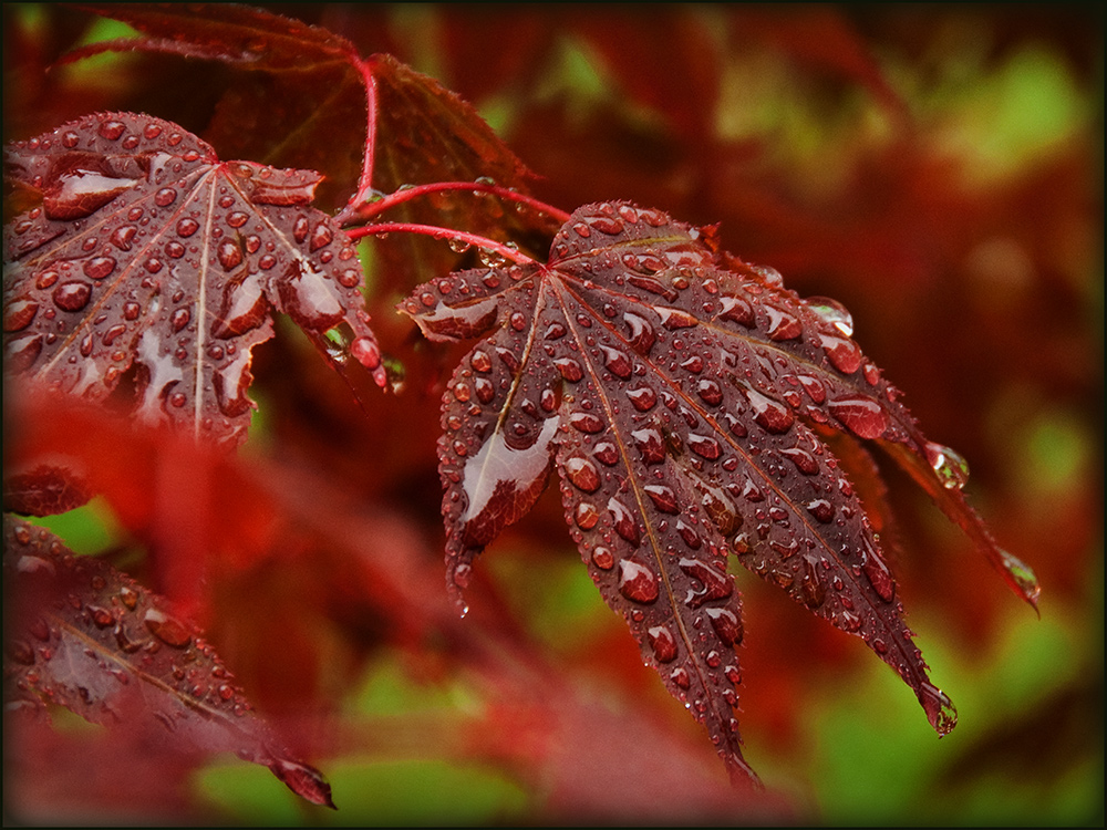 "Nach dem Regen-3"