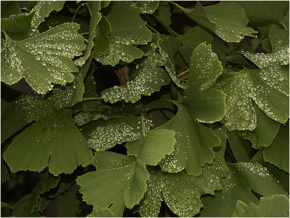 Nach dem Regen