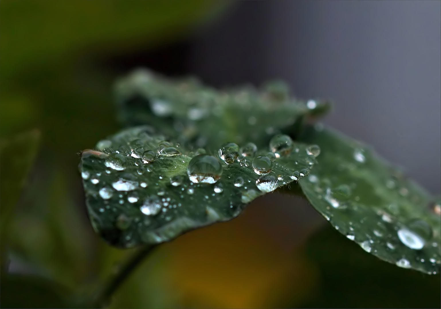 nach dem Regen