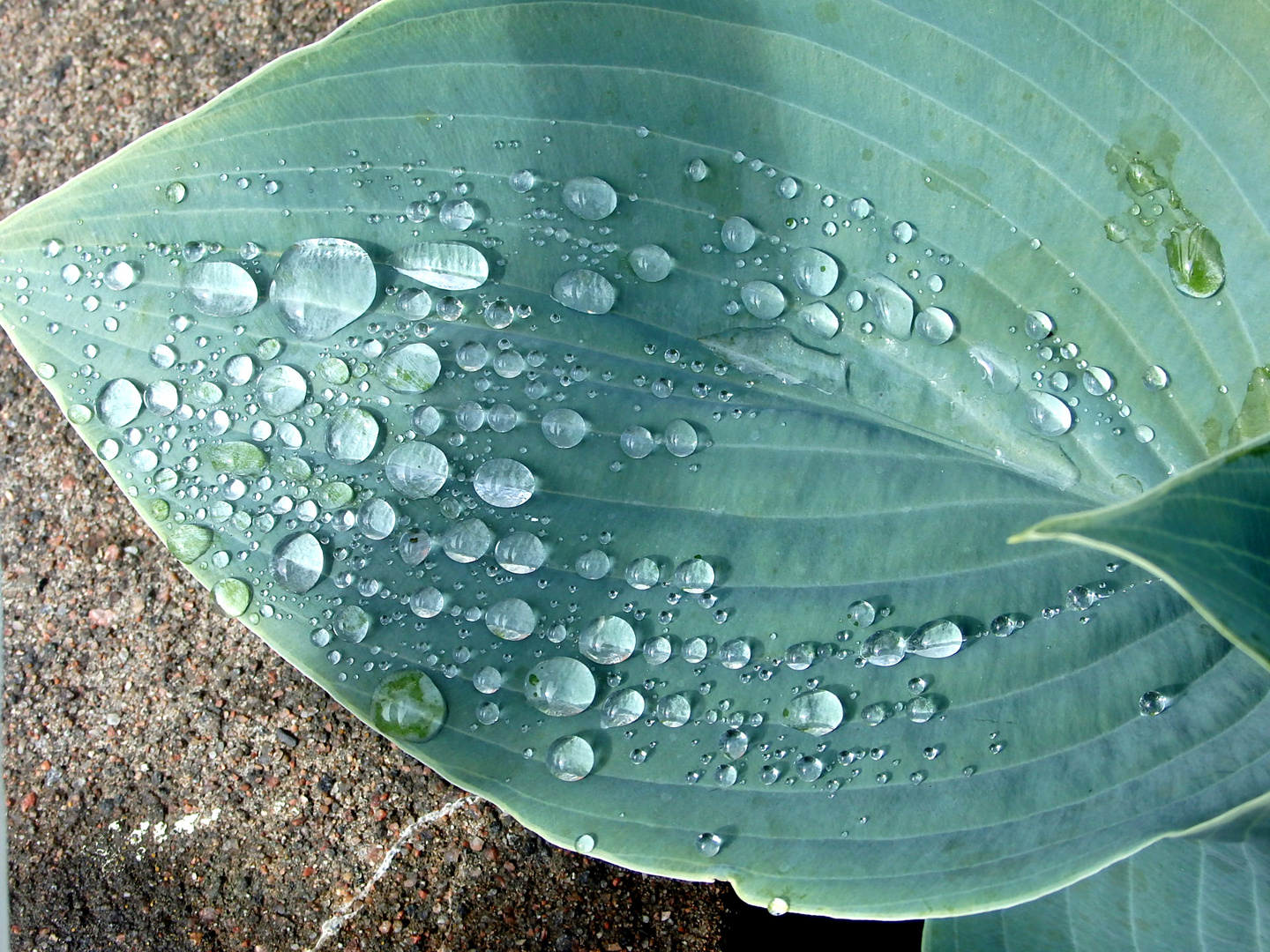 Nach dem Regen