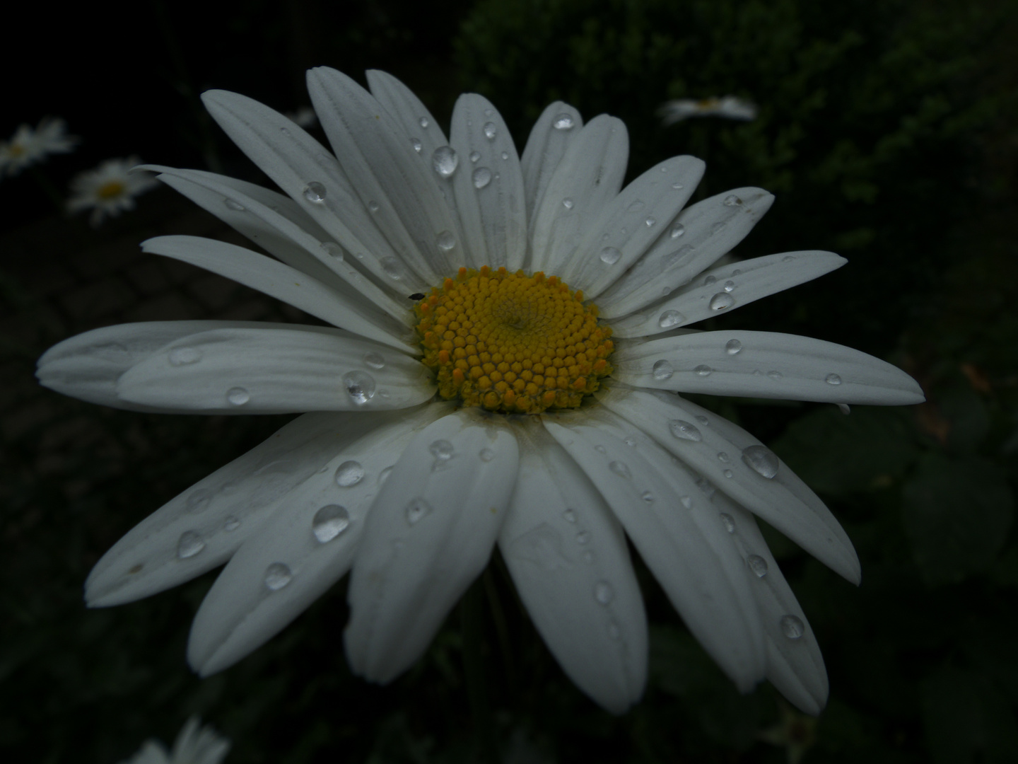 Nach dem Regen