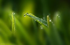 nach dem Regen