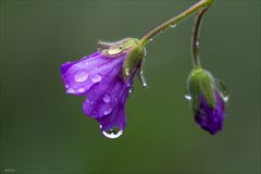 Nach dem Regen....