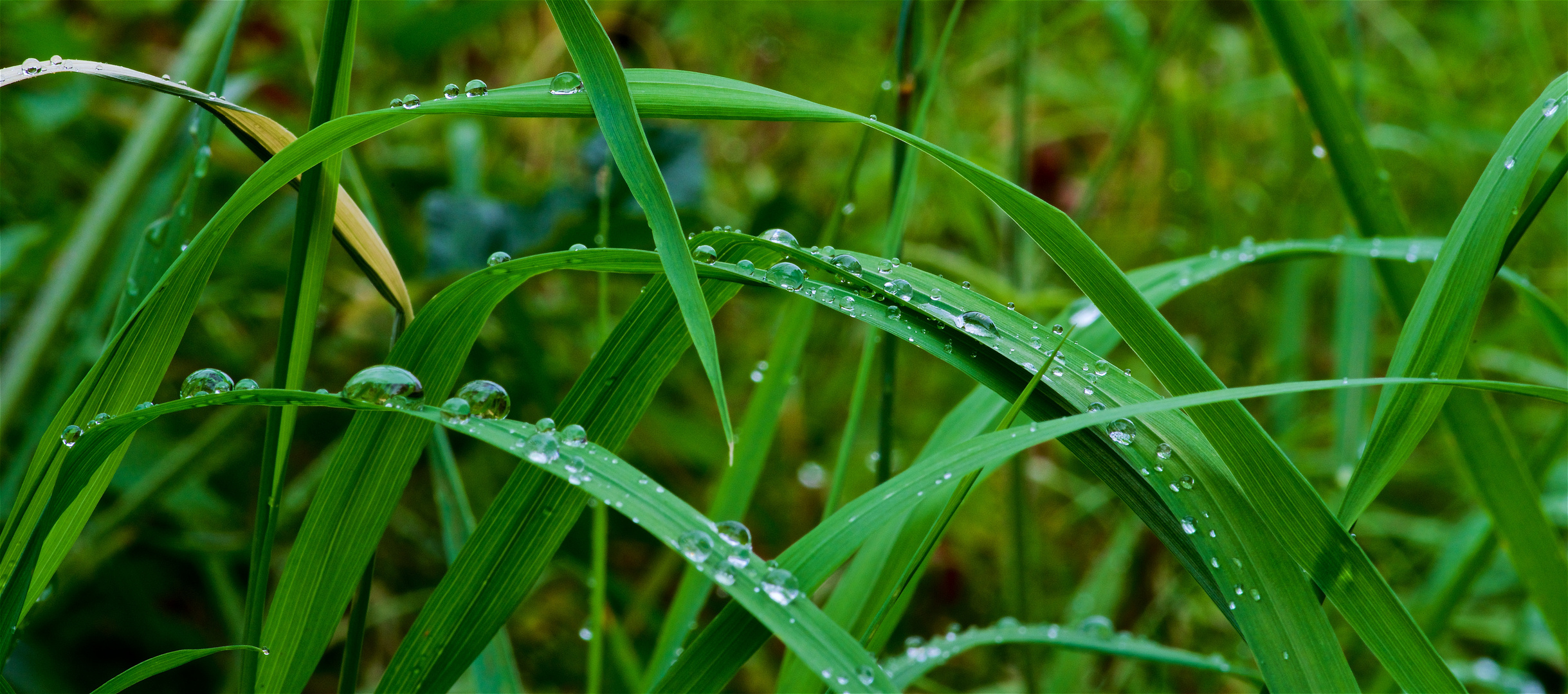 Nach dem Regen