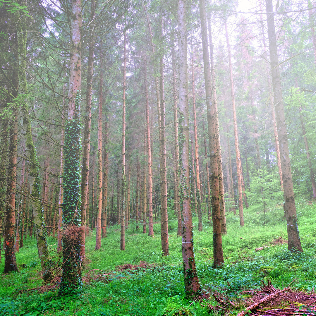 Nach dem Regen