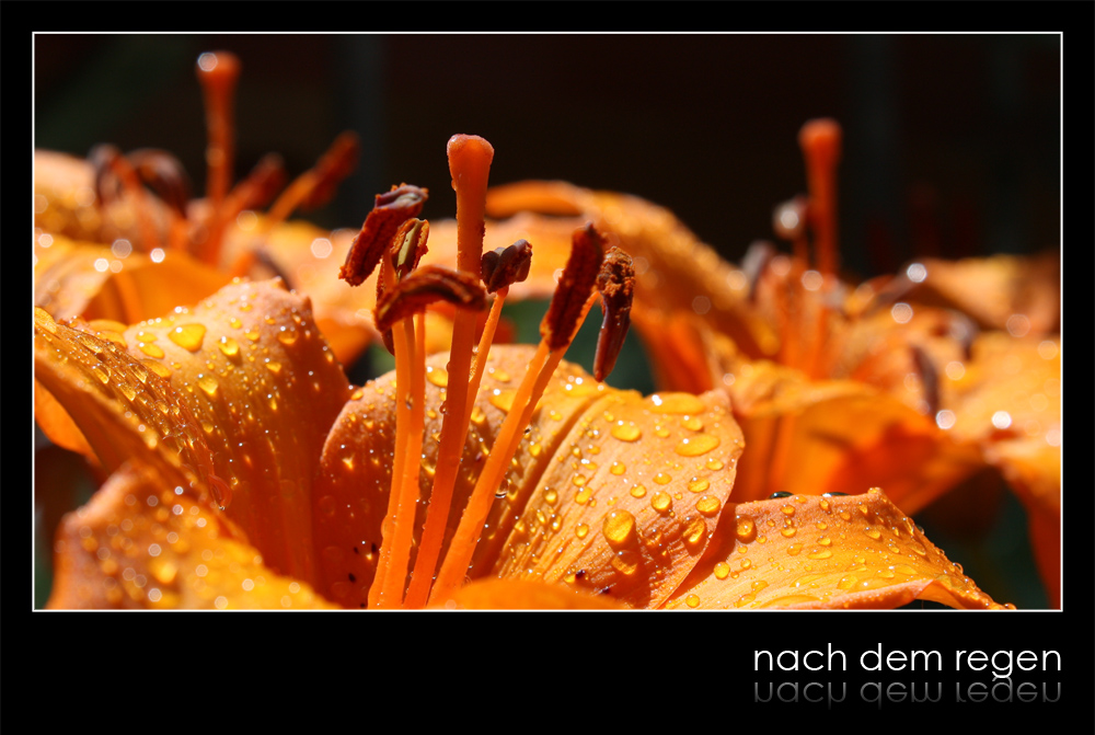 ...nach dem regen...