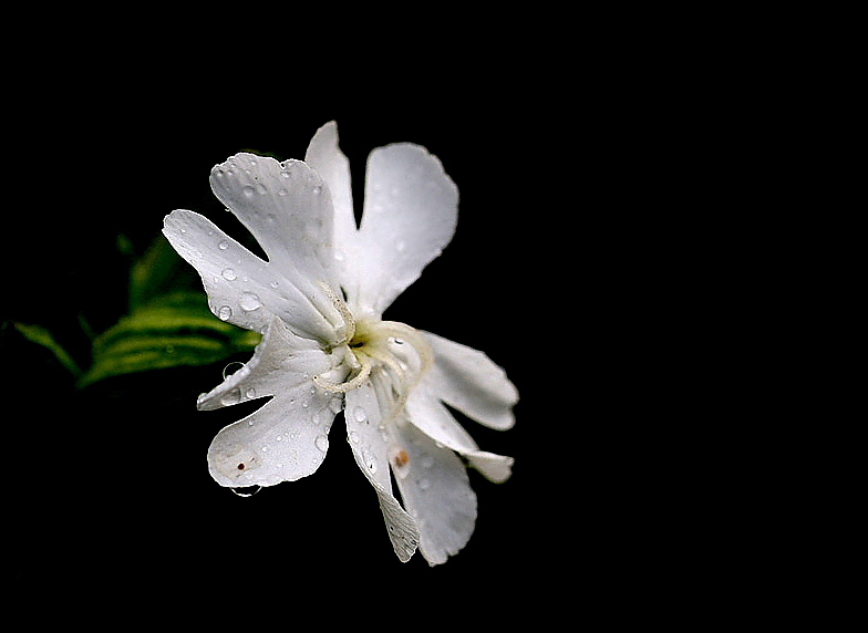 nach dem regen