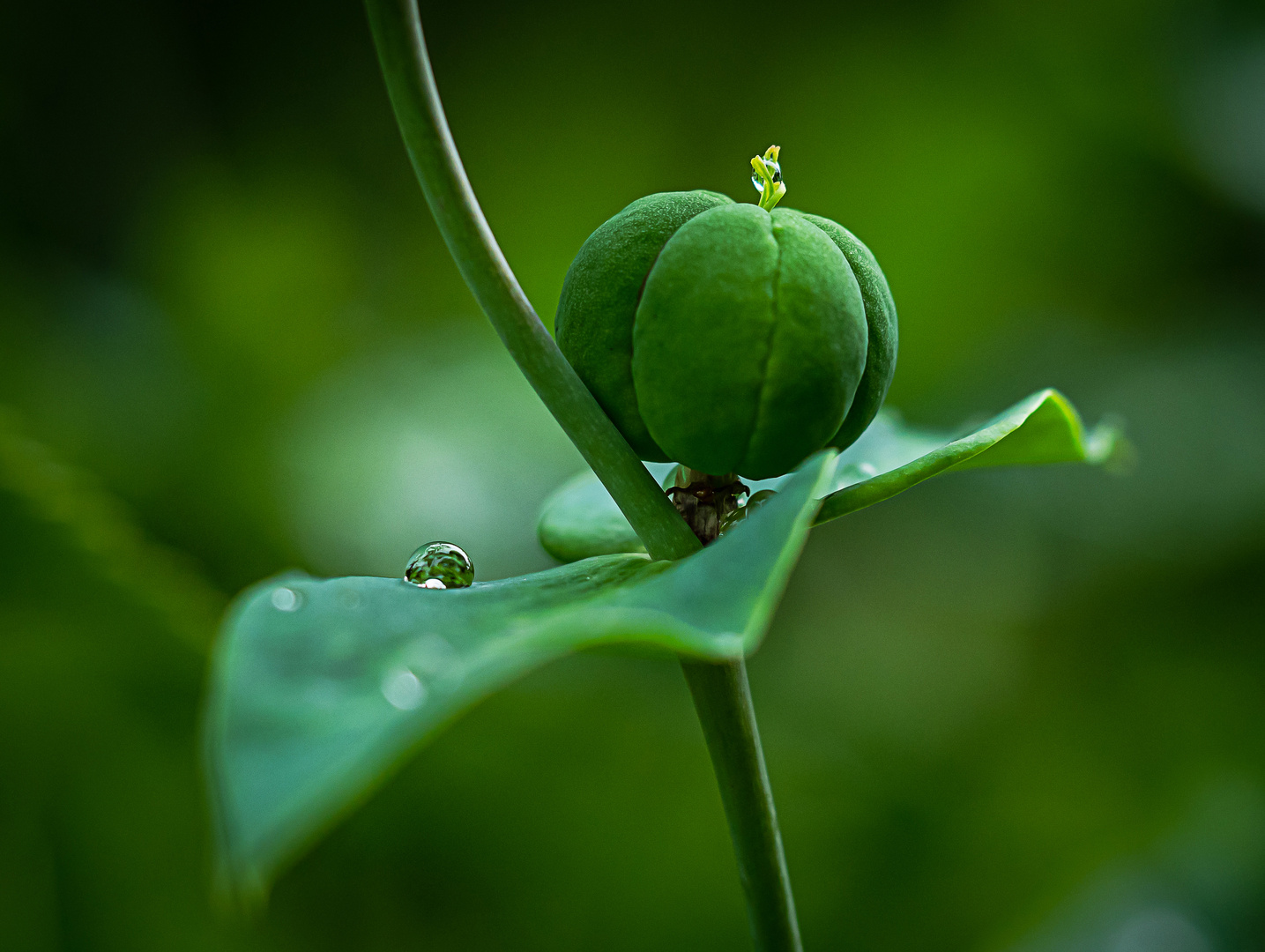 Nach dem Regen