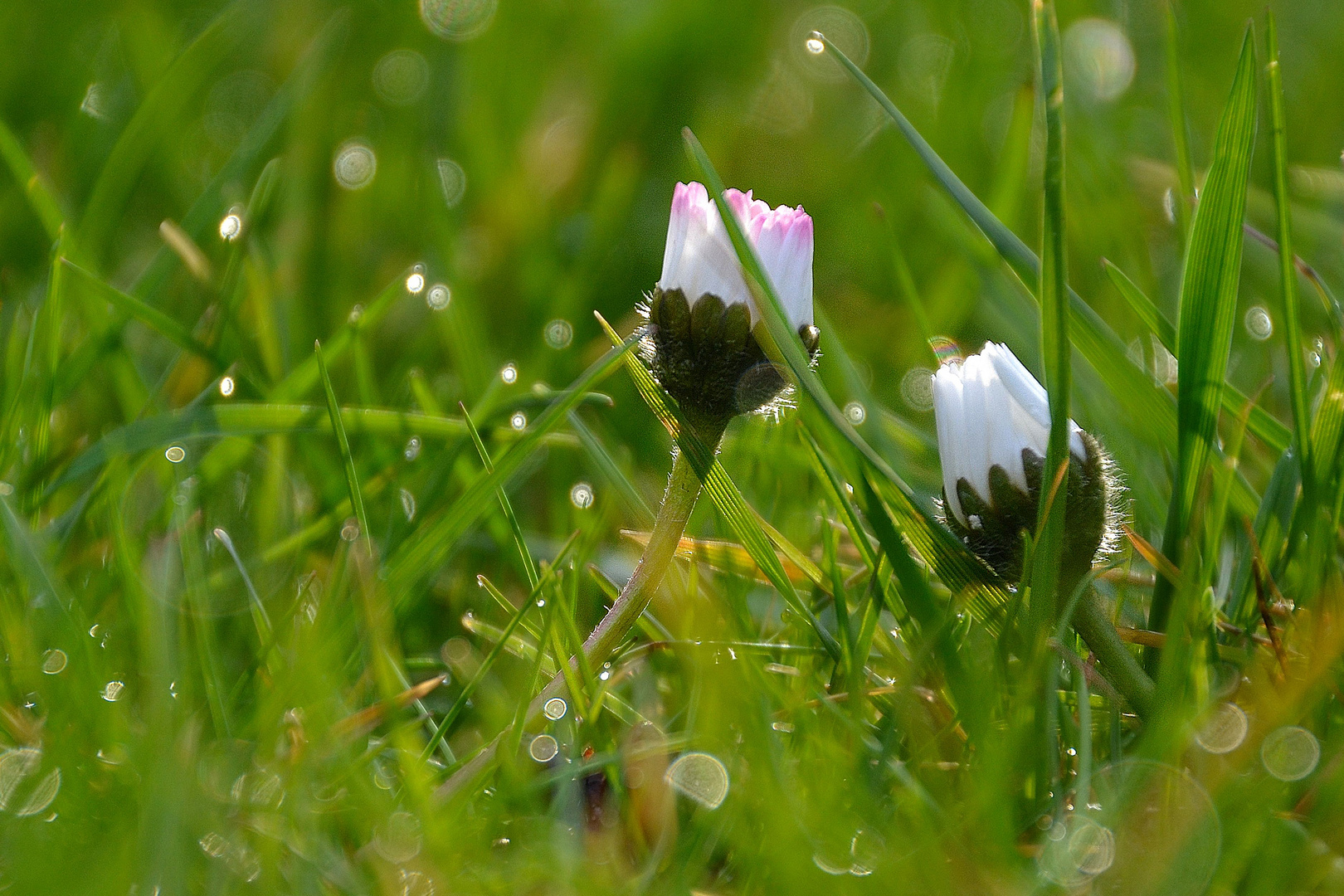 Nach dem Regen....