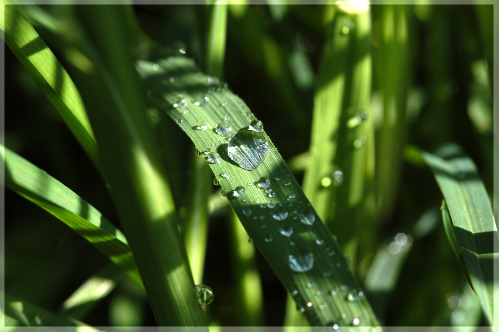 nach dem Regen