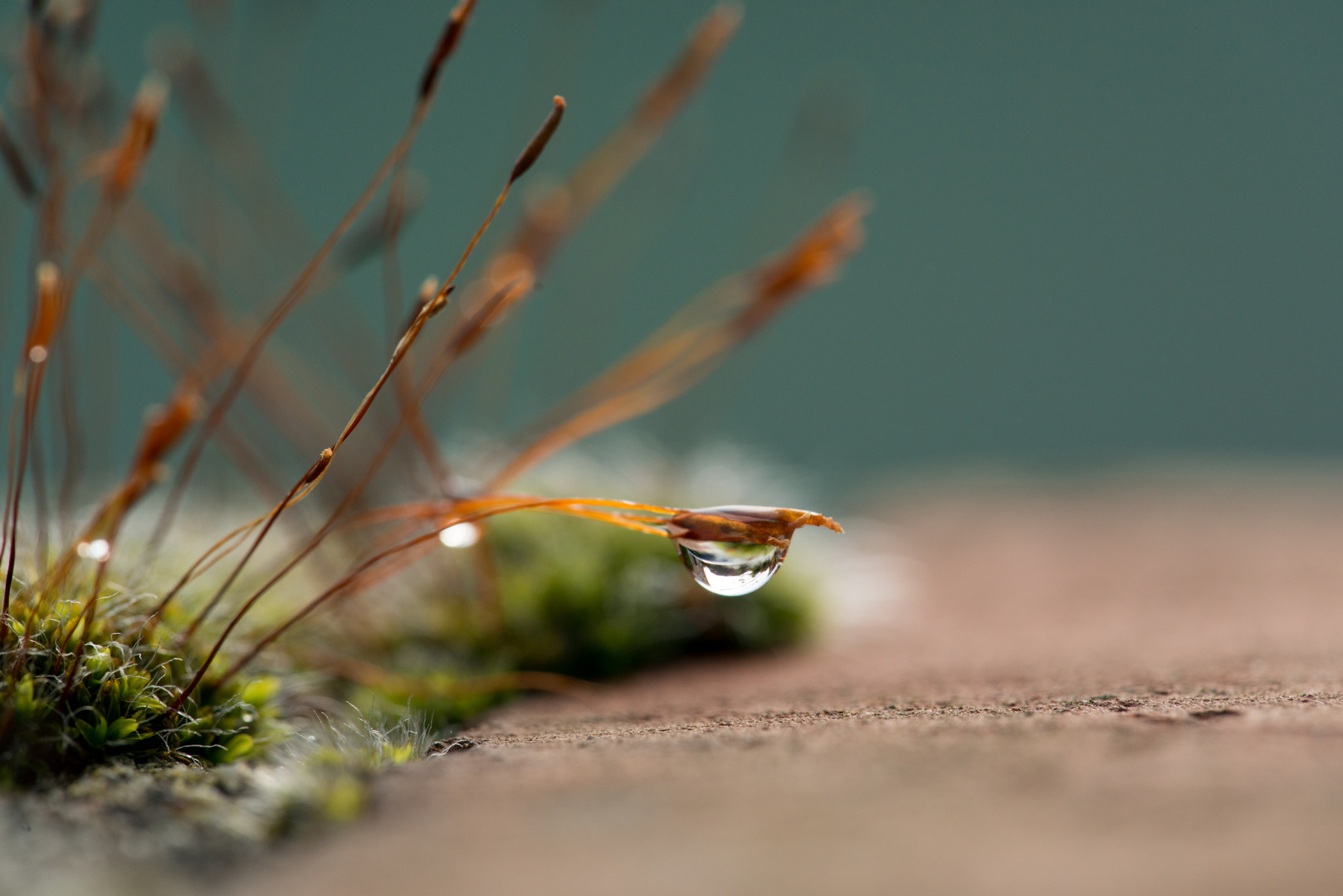 Nach dem Regen