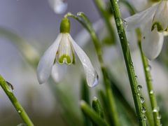 ... nach dem Regen ....