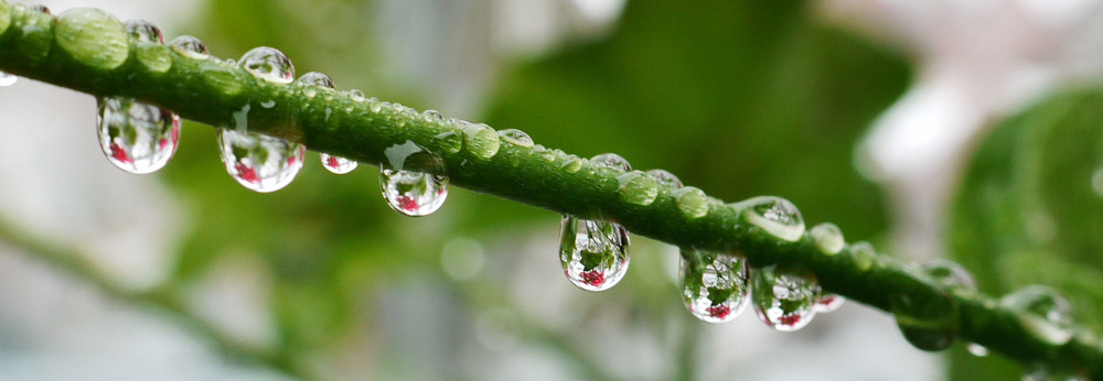 ~ nach dem Regen ~