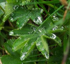 nach dem Regen