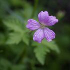 Nach dem Regen