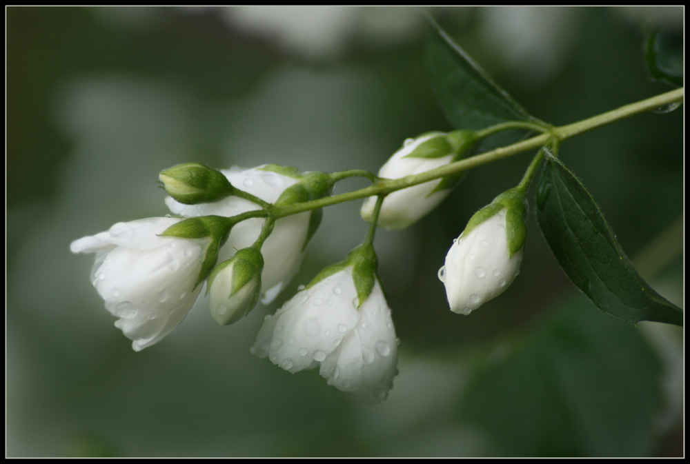 Nach dem Regen 4