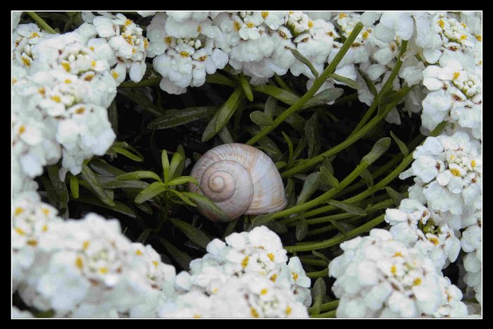 Nach dem Regen 4. Bei dem Wetter geht keine Schnecke aus dem Haus