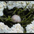 Nach dem Regen 4. Bei dem Wetter geht keine Schnecke aus dem Haus