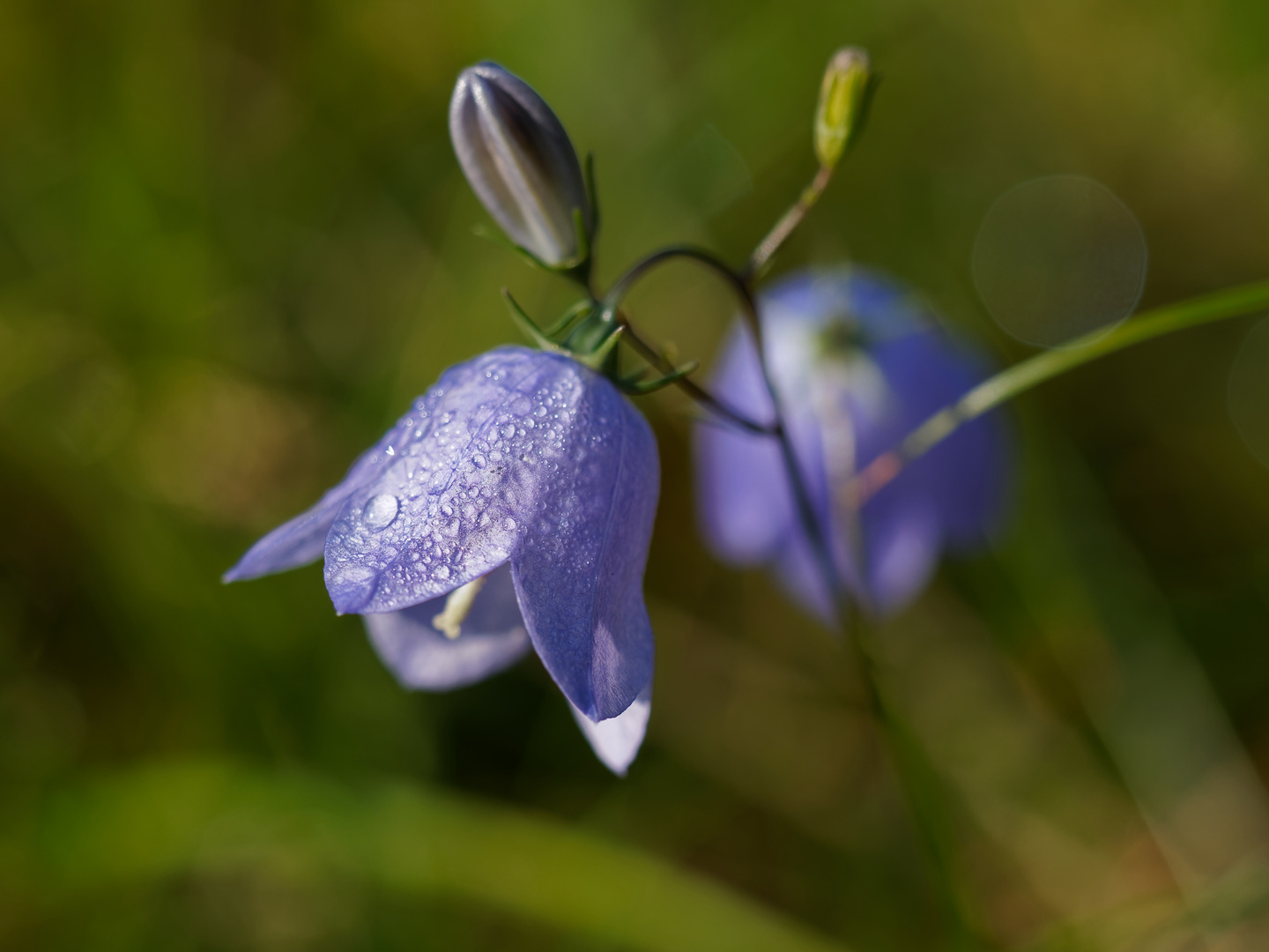 Nach dem Regen