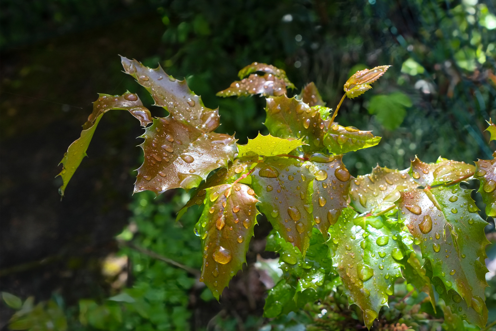 Nach dem Regen